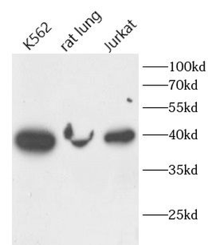 FUT2 Antibody
