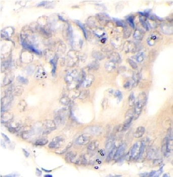 PCSK4 Rabbit Polyclonal Antibody