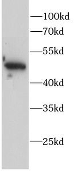 AP2M1 Antibody