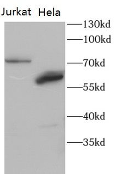 RPS6KA5 Rabbit Polyclonal Antibody