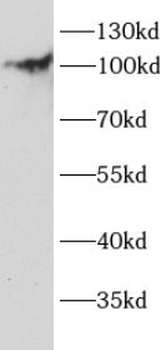 ITCH Antibody