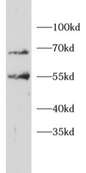 ITCH Antibody
