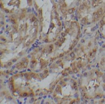 KITLG Rabbit Polyclonal Antibody