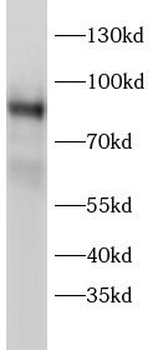 PRKCH Antibody