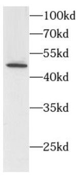 HDAC3 Rabbit Polyclonal Antibody