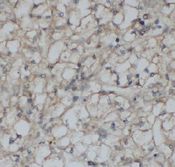 HDAC3 Rabbit Polyclonal Antibody