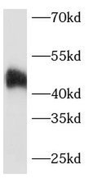 GNA15 Antibody