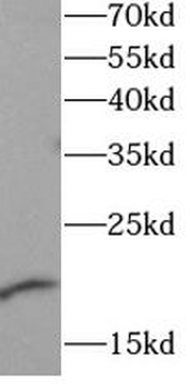 GPIHBP1 Antibody