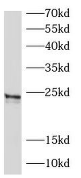 FGF9 Antibody