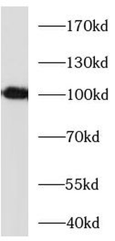 CD276 Antibody