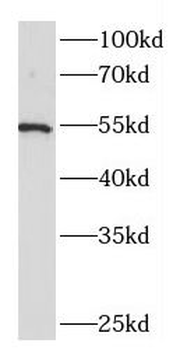 TFCP2L1 Antibody