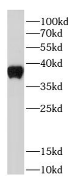 STING1 Mouse Monoclonal Antibody