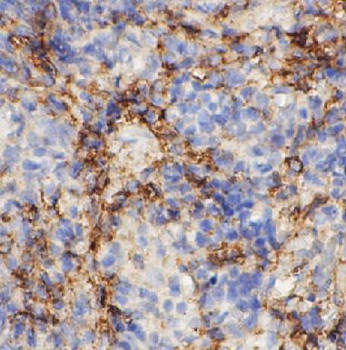STING1 Mouse Monoclonal Antibody