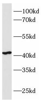 C1GALT1 Antibody