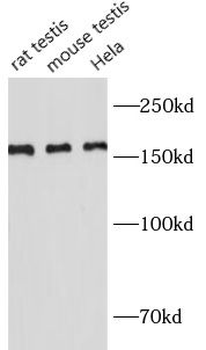 RAD50 Antibody