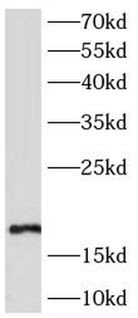 CST5 Antibody