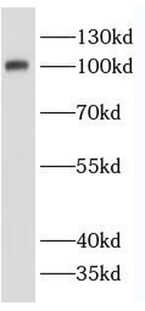 SLC12A9 Antibody