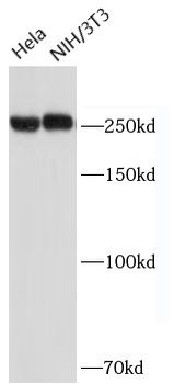 ACC1 Mouse Monoclonal Antibody