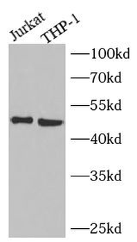 NEU3 Antibody