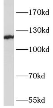 SREBF2 Rabbit Polyclonal Antibody