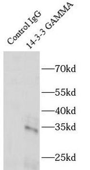YWHAG Antibody