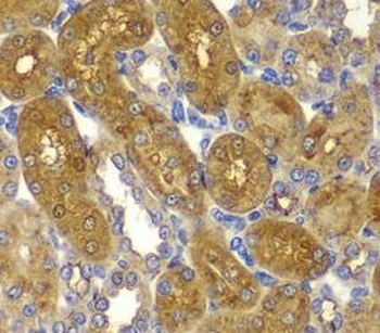 PRKAB1 Rabbit Polyclonal Antibody