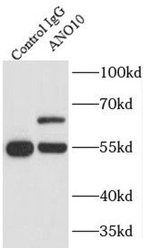 ANO10 Antibody