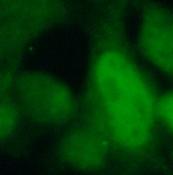 JUN Rabbit Polyclonal Antibody