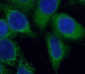 ARF6 Antibody