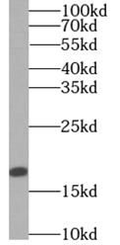 ARPC5L Rabbit Polyclonal Antibody