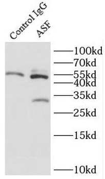 SRSF1 Antibody