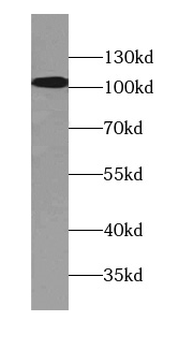 ATP13A1 Antibody