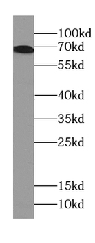 BEST1 Antibody