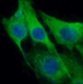 BHLHE22 Antibody
