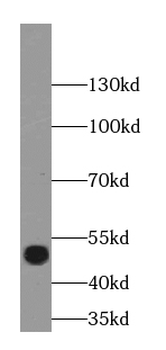 POU3F2 Antibody