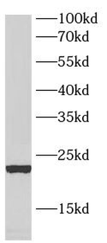 ANAPC15 Antibody