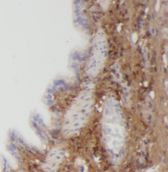 ANAPC15 Rabbit Polyclonal Antibody