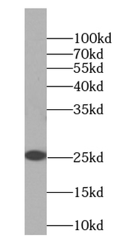 SMCO3 Antibody