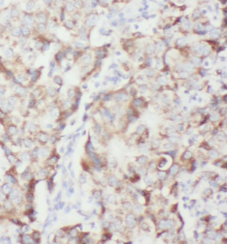 MZT1 Antibody
