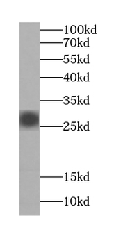 HAUS4 Antibody
