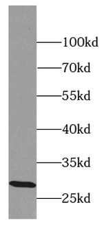 EQTN Antibody