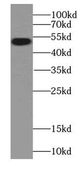 CAPS2 Antibody