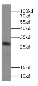 CAPNS2 Antibody