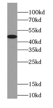 CPA3 Antibody