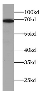 SLC7A1 Antibody