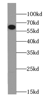 CDC7 Antibody