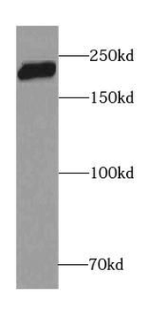 CEP350 Specific Rabbit Polyclonal Antibody