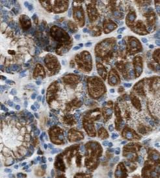 CLDN18 Mouse Monoclonal Antibody