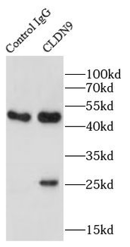 Claudin 9 Antibody