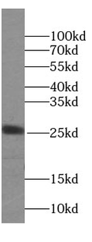 Claudin 9 specific Rabbit Polyclonal Antibody